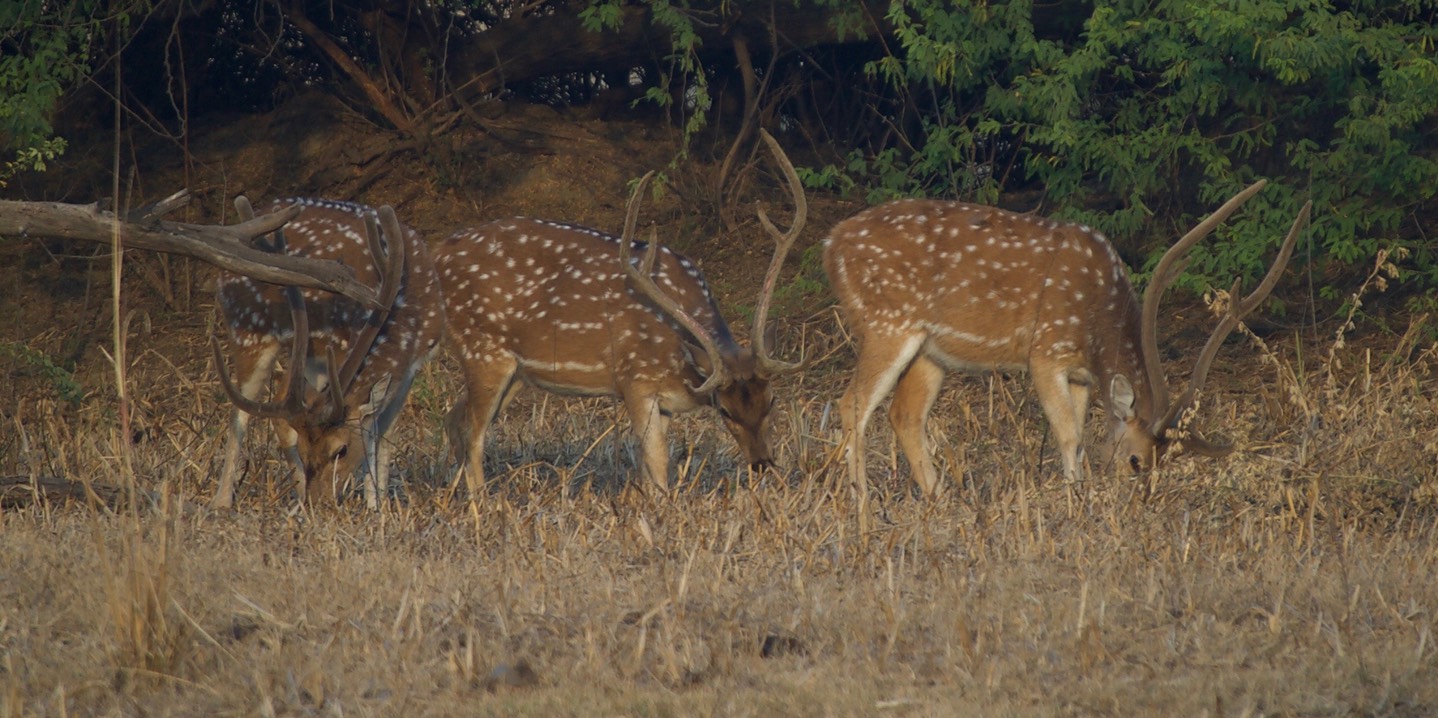 Chital, Cervus axis k1