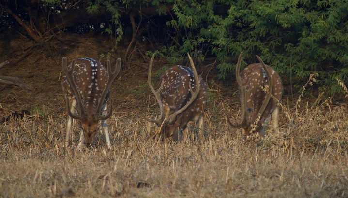 Chital, Cervus axis k2