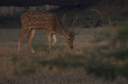 Chital, Cervus axis k3