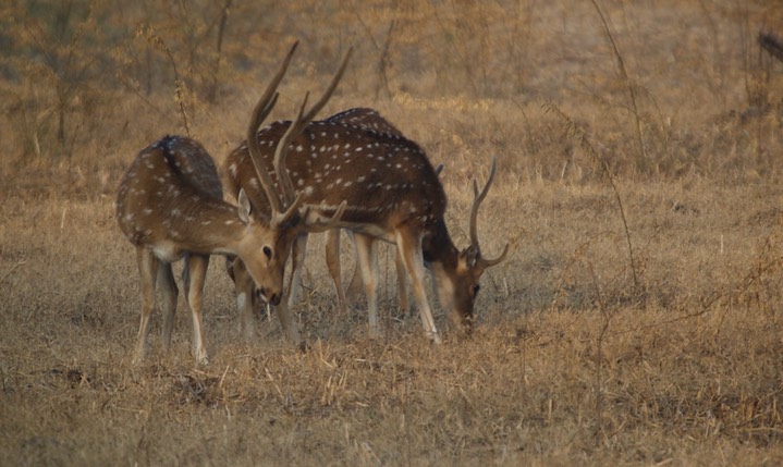 Chital, Cervus axis k4