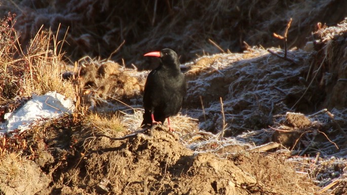 Chough, Red-billed 2