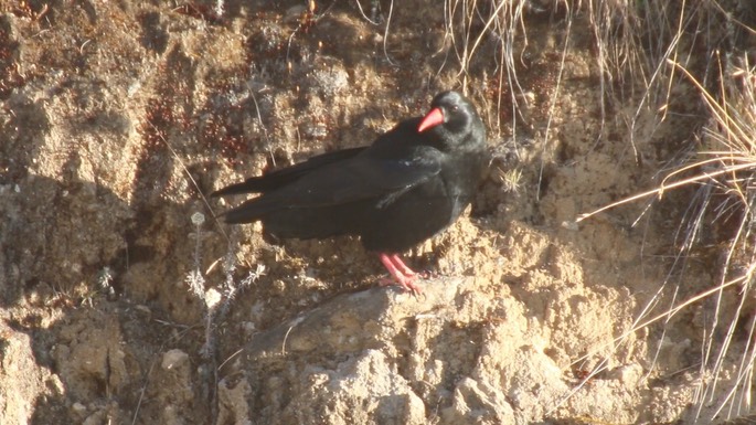 Chough, Red-billed 3