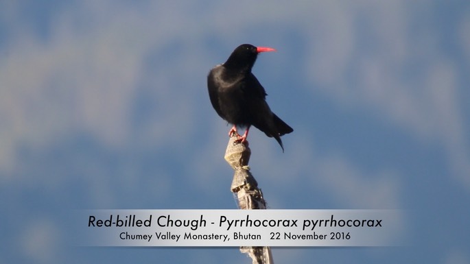 Chough, Red-billed