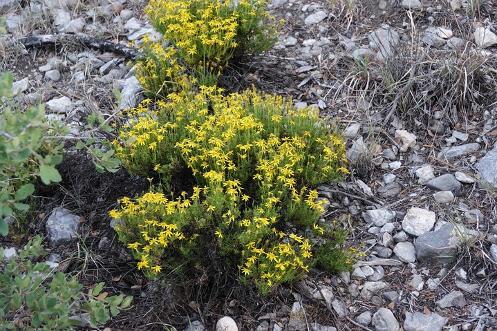 Chrysactinia mexicana, Damianita, Sawmill Canyon 6-4a