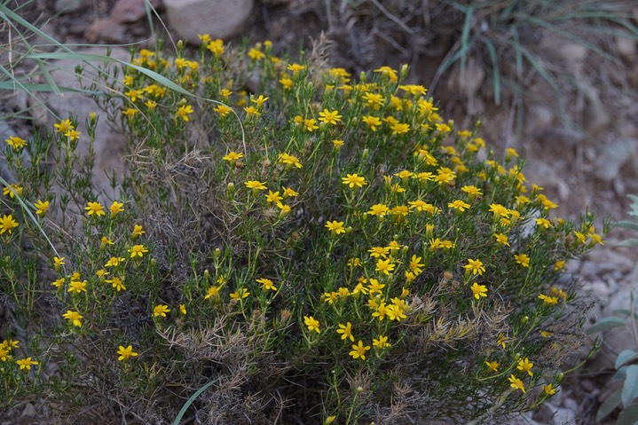 Chrysactinia mexicana, Damianita Daisy, 8-18