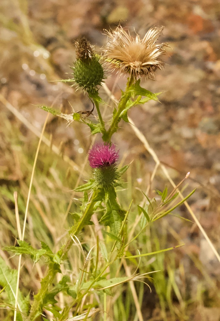 Cirsium vulgare, Bull Thistle2