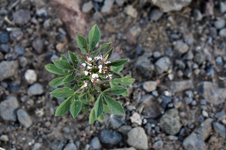 Clammyweed, Polanisia dodecandra1a