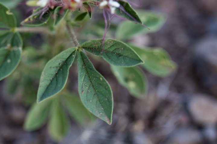 Clammyweed, Polanisia dodecandra1b