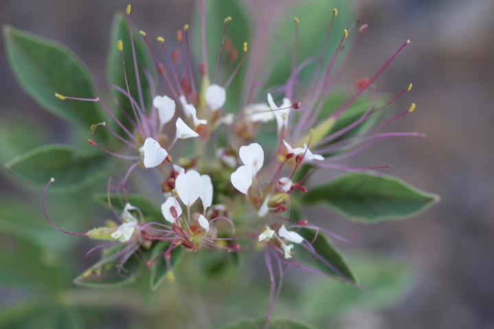 Clammyweed, Polanisia dodecandra1c