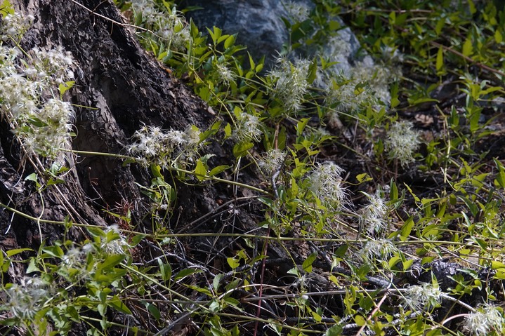 Clematis ligusticifolia, Virgin's Bower  2