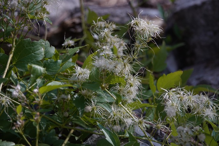 Clematis ligusticifolia, Virgin's Bower  3