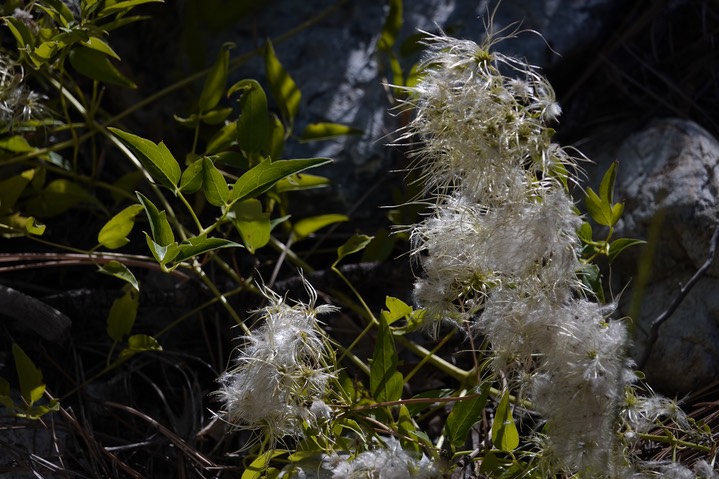 Clematis ligusticifolia, Virgin's Bower  1