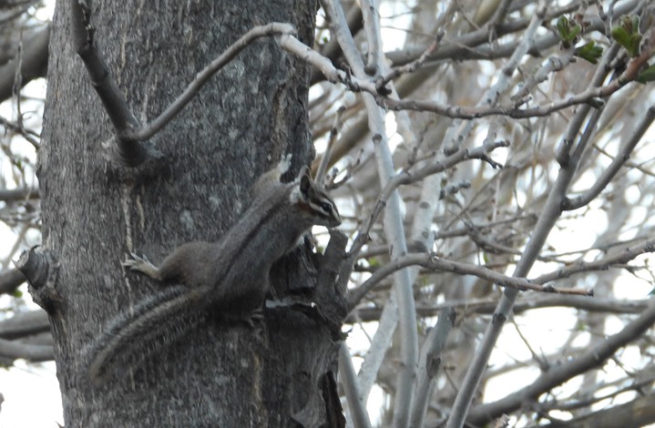 Cliff Chipmunk