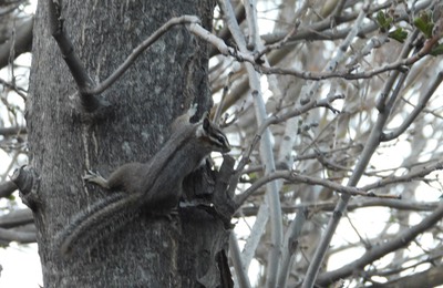 Cliff Chipmunk (1)