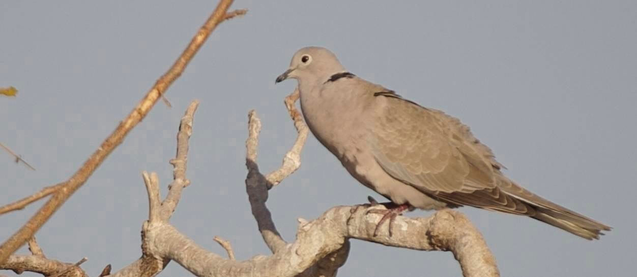 Collared-Dove, Eurasian 4