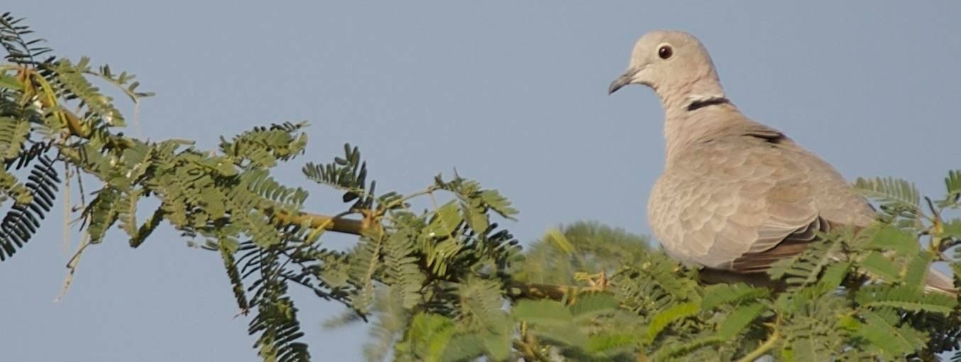 Collared-Dove, Eurasian 5
