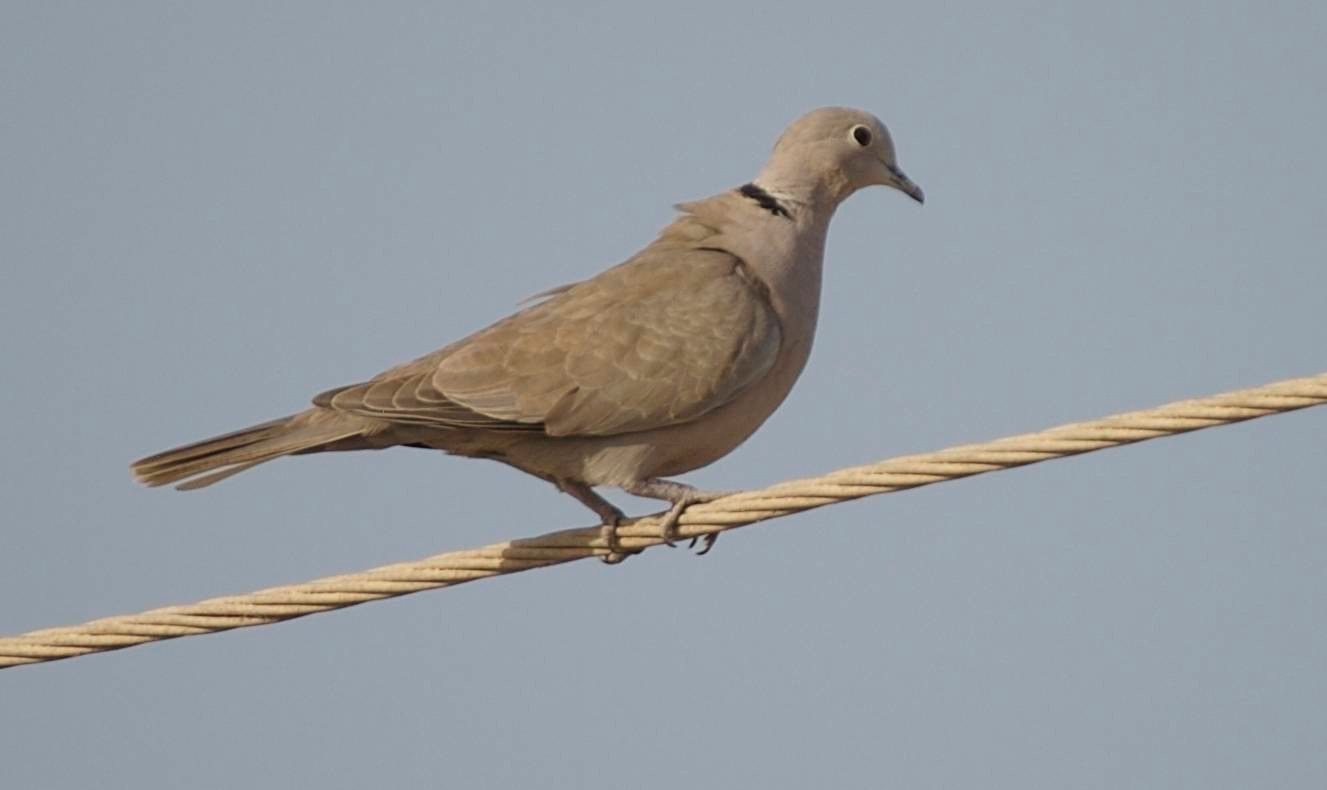 Collared-Dove, Eurasian 6