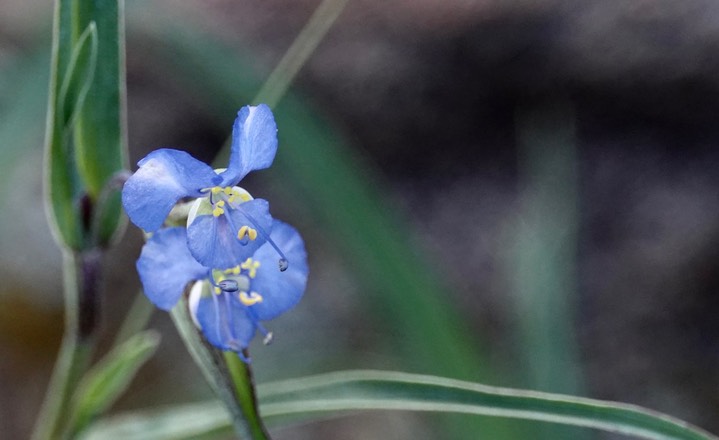 Commelina dianthifolia, Birdbill Dayflower2