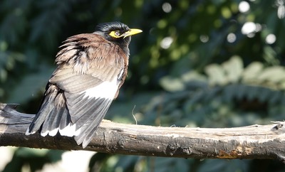 Common Myna 4