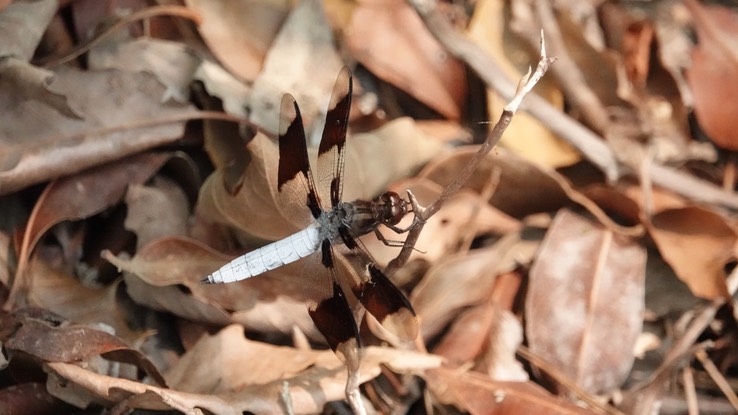 Common Whitetail, Libellula (Plathemis) lydia