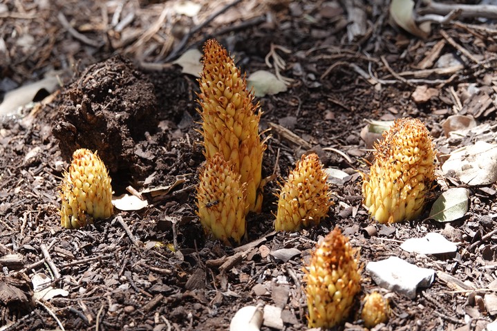 Conopholis alpina, Ground Cone     1