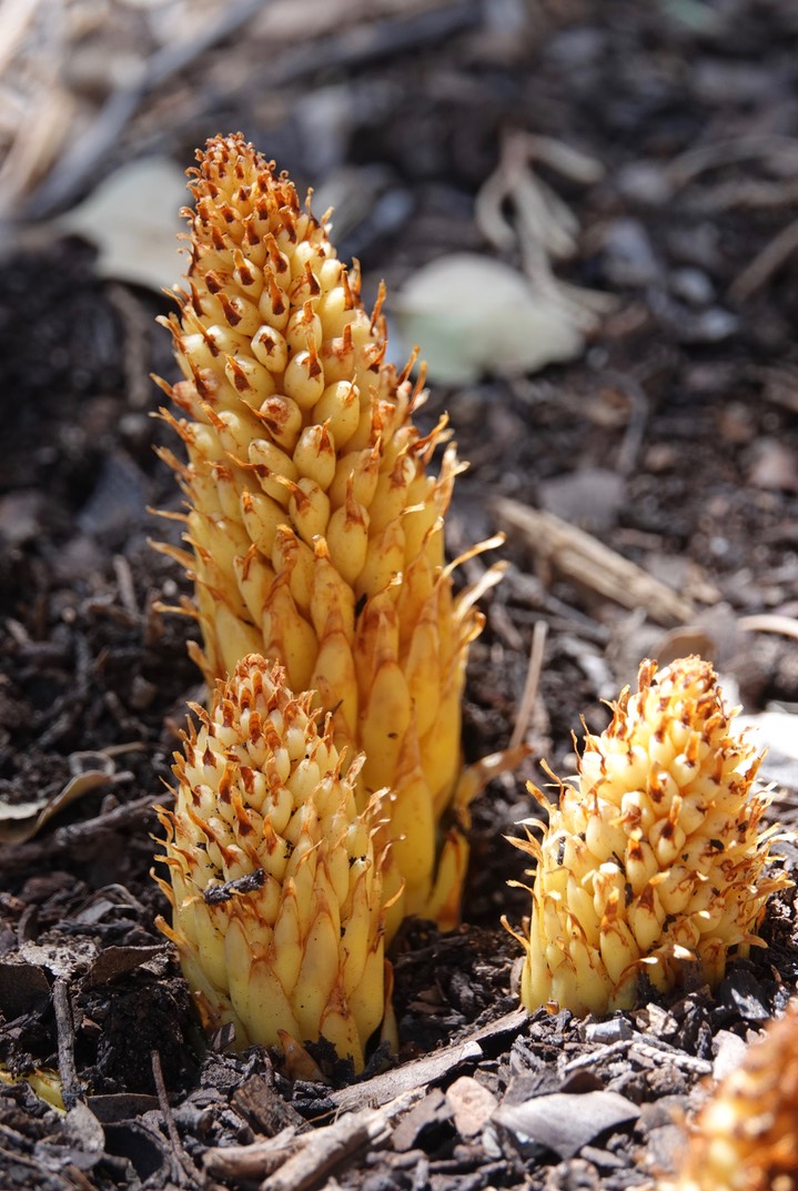 Conopholis alpina, Ground Cone