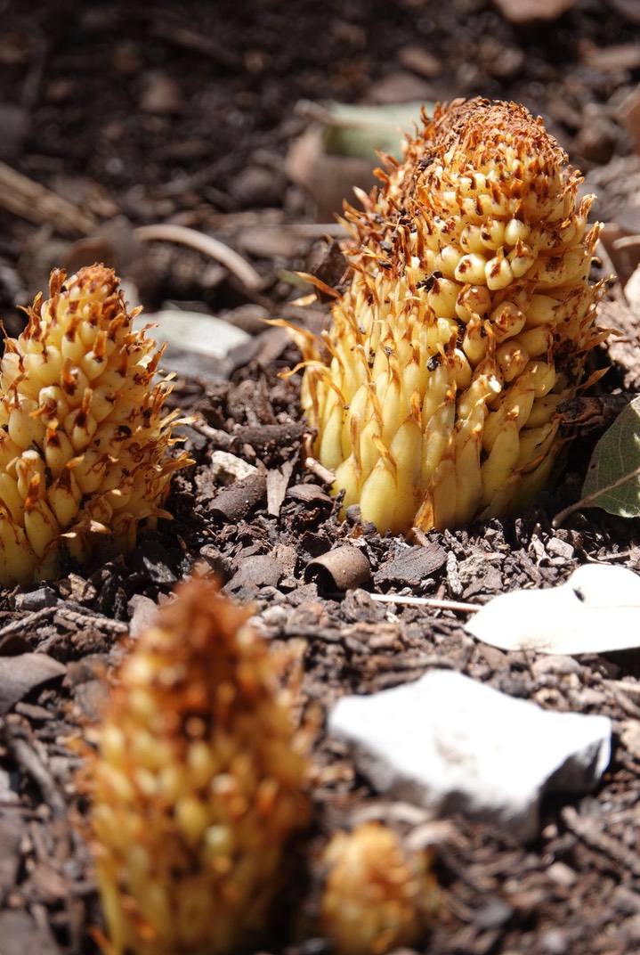 Conopholis alpina, Ground Cone2