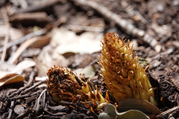 Conopholis alpina, Ground Cone     3