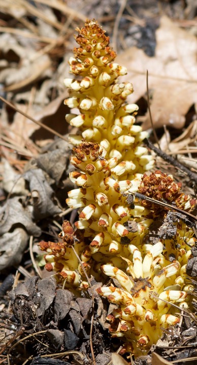 Conopholis aplina var. mexicana