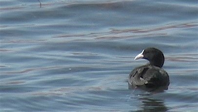 Coot, Common 2