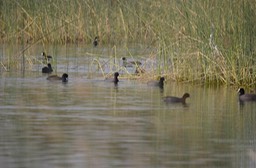 Coot, Common c