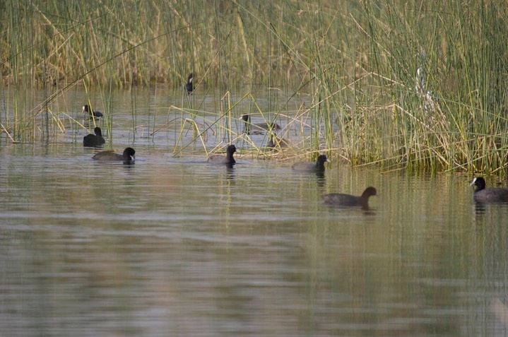 Coot, Common c