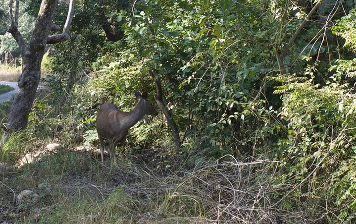 Corbett National Park, India3