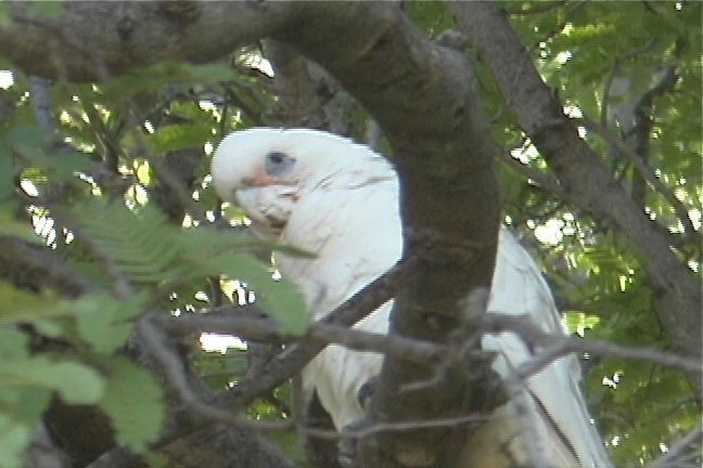 Corella, Little 3