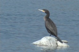 Cormorant, Great 4