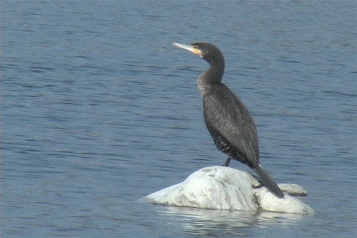 Cormorant, Great 4