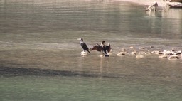 Cormorant, Great