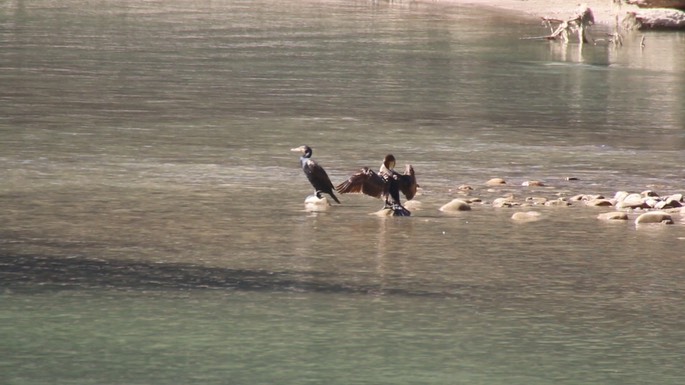 Cormorant, Great