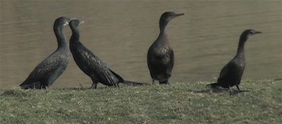 Cormorant, Indian 1-1