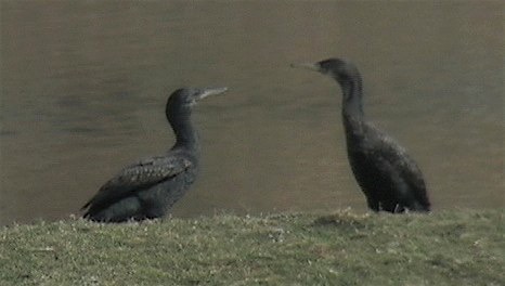 Cormorant, Indian 2