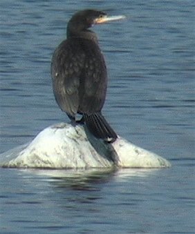 Cormorant, Indian 5