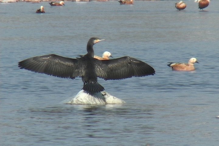 Cormorant, Indian 6