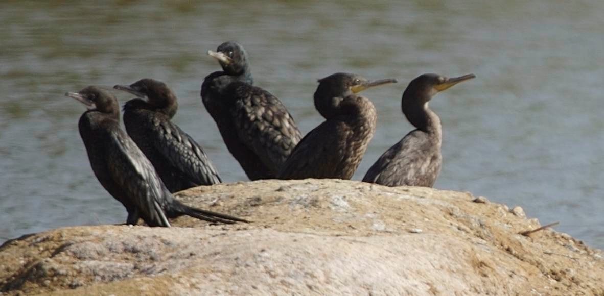 Cormorant, Little 1