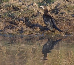 Cormorant, Little 2