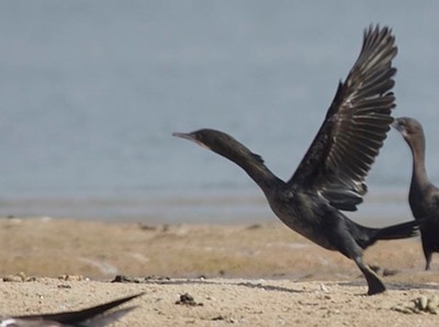 Cormorant, Little a