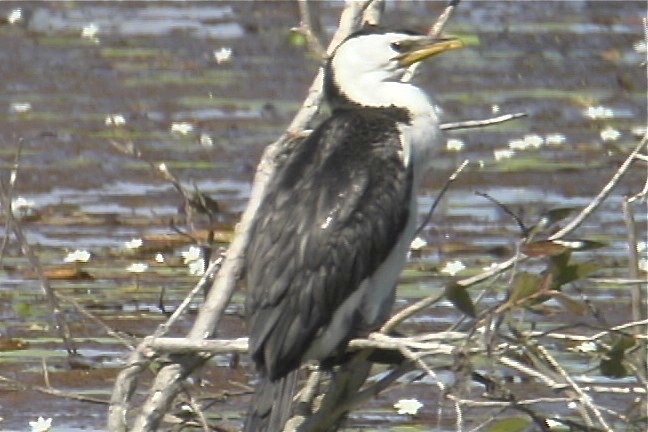 Cormorant, Little Pied1