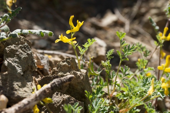 Corydalis aurea1