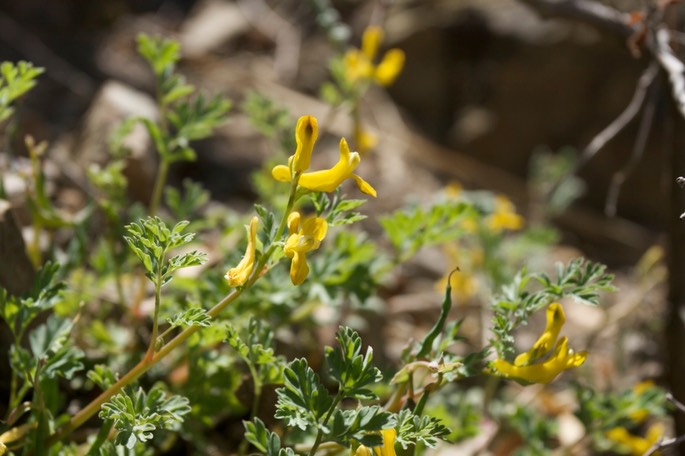 Corydalis aurea2