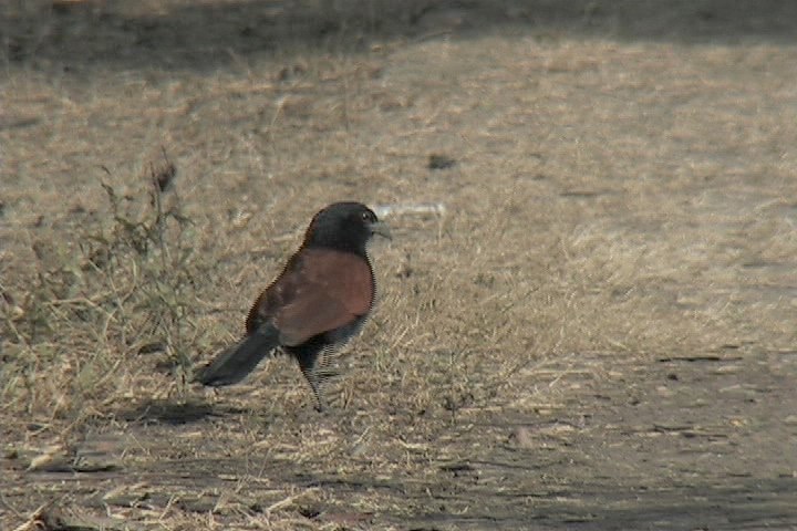 Coucal, Great 1