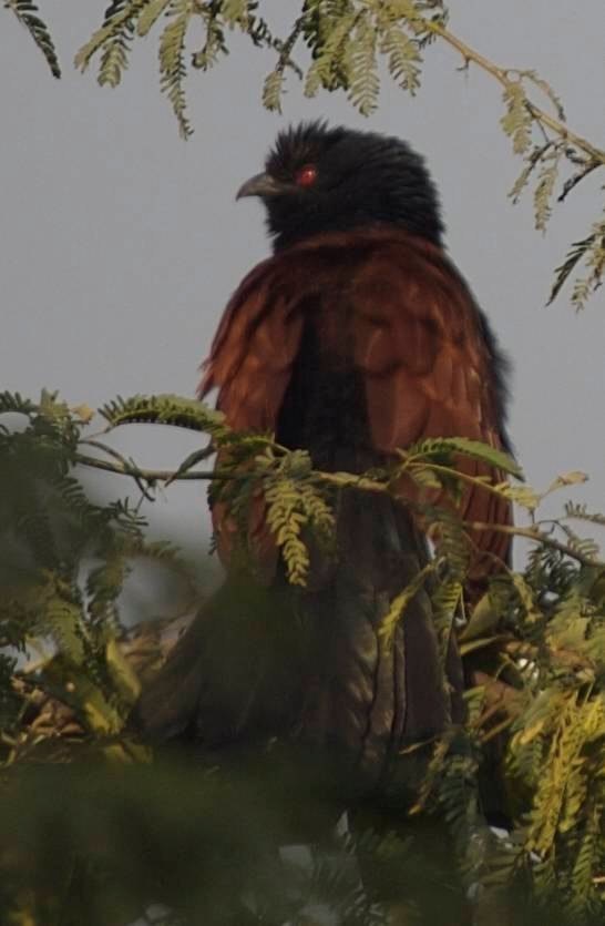 Coucal, Greater 3
